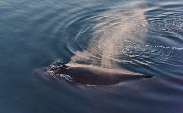Su, Keren 아티스트의 Whale in South Atlantic Ocean-Antarctica작품입니다.